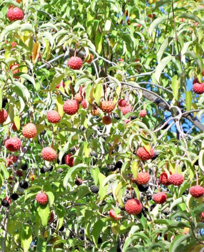 Jammas5 20 HIMALAYAN DOGWOOD / STRAWBERRY Tree White & Pink Flower Red Fruit Seeds +Gift