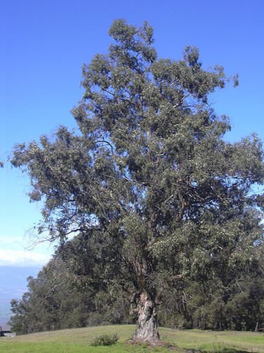 Jammas5 25 TASMANIAN BLUE GUM TREE / EUCALYPTUS Globulus Flower Seeds *Comb S/H & Gift