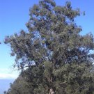 Jammas5 25 TASMANIAN BLUE GUM TREE / EUCALYPTUS Globulus Flower Seeds *Comb S/H & Gift