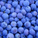 Jammas5 50 NORTHERN HIGHBUSH BLUEBERRY BUSH Fruit Berry Shrub Seeds + Gift & Comb S/H