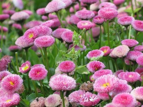 Jammas5 100 PINK ENGLISH DAISY Bellis Perennis Flower Seeds + Gift & Comb S/H