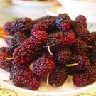 Jammas5 15 MULBERRY Tree Bush Fruit Morus Rubra Seeds + Gift & Comb S/H