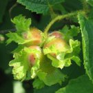 Jammas5 5 AMERICAN HAZELNUT TREE aka Filbert Corylus Americana Fruit Nut Seeds *Comb S/H