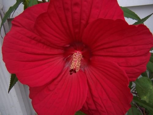 Jammas5 10 LUNA RED HARDY HIBISCUS Moscheutos Flower Small Bush Seeds + Gift & Comb S/H
