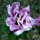 Jammas5 50 PURPLE DOUBLE ROSE OF SHARON HIBISCUS Syriacus Flower Tree Bush Seeds Comb SH