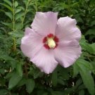 Jammas5 50 LIGHT PINK ROSE OF SHARON HIBISCUS Syriacus Flower Tree Bush Seeds *Comb S/H