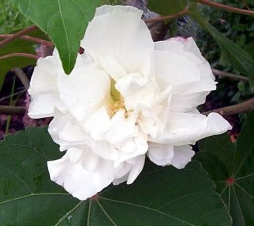 Jammas5 50 WHITE DOUBLE ROSE OF SHARON HIBISCUS Syriacus Flower Tree Bush Seeds *CombS/H