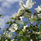 Jammas5 50 WHITE ROSE OF SHARON HIBISCUS Syriacus Flower Tree Bush Seeds *Comb S/H &Gift