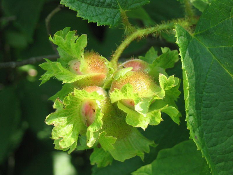Jammas5 5 AMERICAN HAZELNUT TREE aka Filbert Corylus Americana Fruit Nut Seeds *Comb S/H