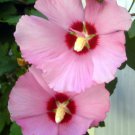 Jammas5 50 DARK PINK ROSE OF SHARON HIBISCUS Syriacus Flower Tree Bush Seeds *Comb S/H