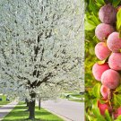 Jammas5 5 AMERICAN PLUM Prunus Americana Red Purple Fruit White Flower Shrub Tree Seeds