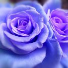 Jammas5 5 BLUE CLIMBING ROSE Rosa Bush Vine Climber Fragrant Butterfly Flower Seeds