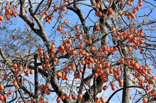 Jammas5 5 JAPANESE PERSIMMON Tree Asian Diospyros Kaki Orange Red Fruit Flower Seeds
