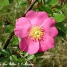 Jammas5 25 PINK SWAMP ROSE Rosa Palustris Flower Shrub Bush Seeds + Gift & Comb S/H