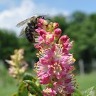 Jammas5 20 Pink SUMMERSWEET BUSH Clethra Alnifolia Rosea Fragrant Flower Shrub Seeds
