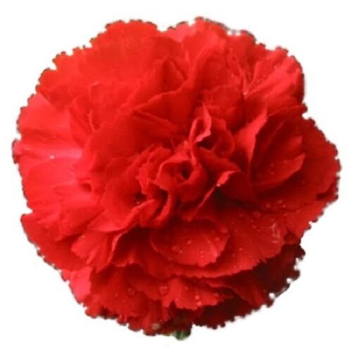 Jammas5 50 SCARLET RED CARNATION Dianthus Caryophyllus Flower Seeds + Gift & Flat Ship