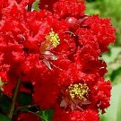 Jammas5 35 RED CREPE MYRTLE Crape Tree Shrub Lagerstroemia Flower Seeds *Comb S/H + Gift