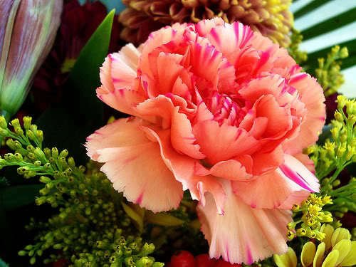 Jammas5 50 PINK ROSE CARNATION Dianthus Caryophyllus Flower Seeds + Gift & Flat Shipping