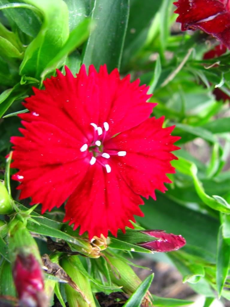 Jammas5 100 RED CARDINAL DIANTHUS Caryophyllaceae Flower Seeds + Gift & Comb S/H