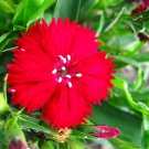 Jammas5 100 RED CARDINAL DIANTHUS Caryophyllaceae Flower Seeds + Gift & Comb S/H