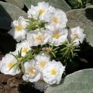 Jammas5 100 WHITE PORTULACA Grandiflora / MOSS ROSE Flower Seeds *Comb S/H + Free Gift