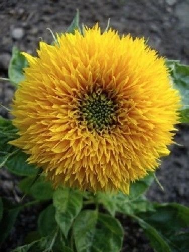 Jammas5 150 DWARF TEDDY BEAR SUNFLOWER Helianthus Annuus Flower Seeds + Gift & Comb S/H