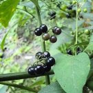 Jammas5 100 WONDERBERRY aka Sunberry Solanum Burbankii Fruit Berry Shrub Seeds *Comb S/H