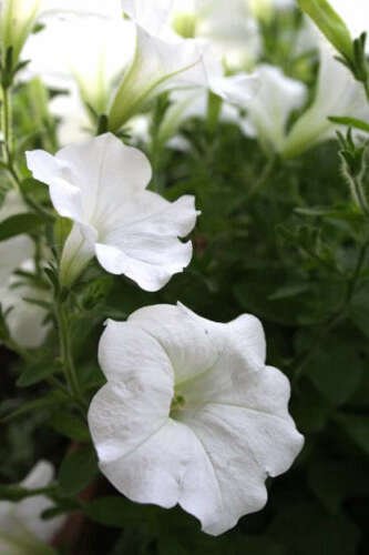 Jammas5 100 WHITE PETUNIA Grandiflora Flower Seeds + Gift & Comb S/H