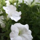 Jammas5 100 WHITE PETUNIA Grandiflora Flower Seeds + Gift & Comb S/H