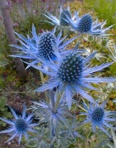Jammas5 25 BLUE STAR SEA HOLLY Eryngium Flower Seeds + Gift & Comb S/H