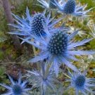 Jammas5 25 BLUE STAR SEA HOLLY Eryngium Flower Seeds + Gift & Comb S/H