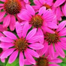 Jammas5 1000 Bulk BRIGHT STAR CONEFLOWER Echinacea Purpurea Lavender Pink Flower Seeds