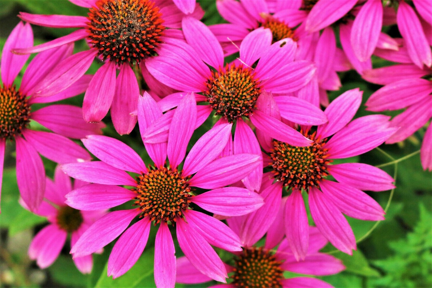 Jammas5 25 BRIGHT STAR CONEFLOWER Echinacea Purpurea Lavender Rose Pink Flower Seeds