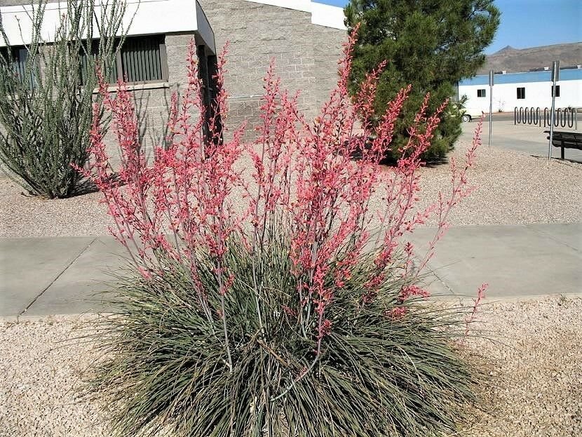 Jammas5 1000 Bulk RED YUCCA Hesperaloe Parviflora Hummingbird Coral Yucca Flower Seeds