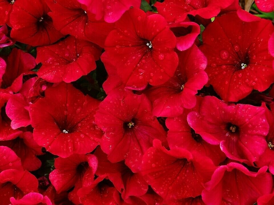 Jammas5 1 g - 1 oz Bulk Fire Chief RED PETUNIA Nana Compacta Flower Seeds 8000 - 250000