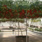 Jammas5 1 Oz Bulk ITALIAN TREE TOMATO 'Trip L Crop' Seeds - 1 Ounce = Approx 9500 Seeds
