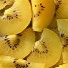 Jammas5 1 g - 1 oz Bulk GOLDEN KIWI FRUIT Yellow Actinidia Chinensis Kiwifruit Vine Seed