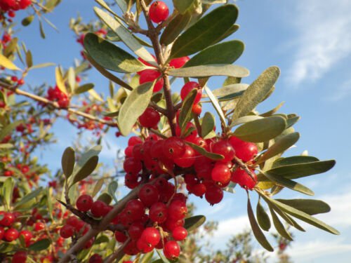 Jammas5 1 Oz Bulk SILVER BUFFALOBERRY Shepherdia Argentea Red Fruit Shrub - 2,150 Seeds