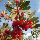 Jammas5 1 Oz Bulk SILVER BUFFALOBERRY Shepherdia Argentea Red Fruit Shrub - 2,150 Seeds