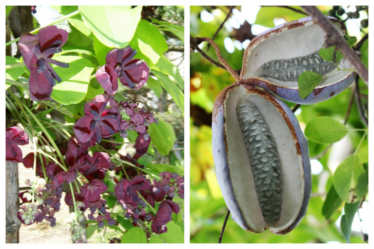 Jammas5 100 - 1000 Bulk CHOCOLATE VINE Edible Fruit Akebia Quinata Fragrant Flower Seeds