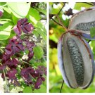 Jammas5 100 - 1000 Bulk CHOCOLATE VINE Edible Fruit Akebia Quinata Fragrant Flower Seeds