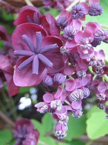 Jammas5 15 CHOCOLATE VINE Edible Fruit Akebia Trifoliata Flower Ornamental Climber Seeds