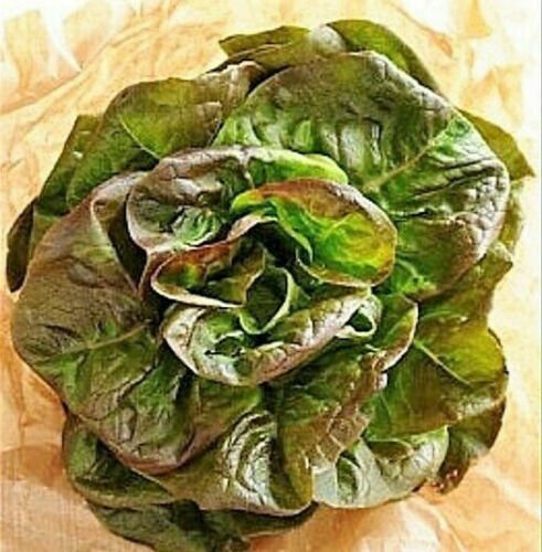 Jammas5 1 oz - 5 lb Bulk BRONZE MIGNONETTE LETTUCE Butterhead Lactuca Sativa Seeds