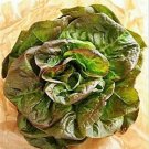 Jammas5 1 oz - 5 lb Bulk BRONZE MIGNONETTE LETTUCE Butterhead Lactuca Sativa Seeds