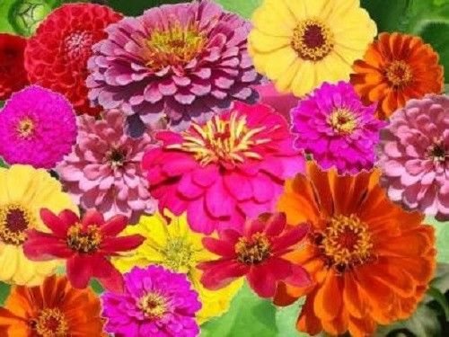Jammas5 250 ZIN MASTER ZINNIA MIX Elegans Mixed Colors Flower Seeds + Gift & Comb S/H