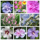 Jammas5 1000 Bulk ROSE of SHARON Mixed Colors Hibiscus Syriacus Tree Shrub Flower Seeds