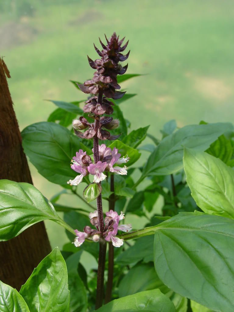 Jammas5 250 Thai HOLY BASIL Tulsi Ocimum Sanctum Tenuiflorum Herb Flower Seeds *Comb S/H