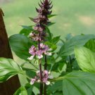 Jammas5 250 Thai HOLY BASIL Tulsi Ocimum Sanctum Tenuiflorum Herb Flower Seeds *Comb S/H