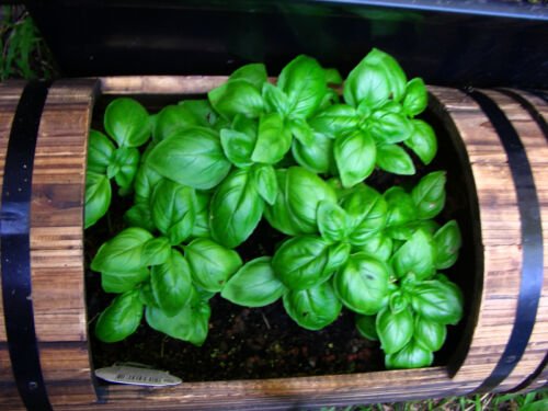 Jammas5 1500 SWEET BASIL Ocimum Basilicum Herb White Flower Seeds *Comb S/H + Free Gift