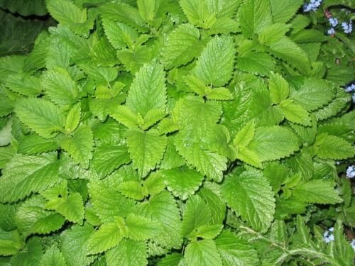 Jammas5 1500 LEMON BALM Lemonbalm Fragrant Herb / Flower Seeds +Free Gift & Comb S/H